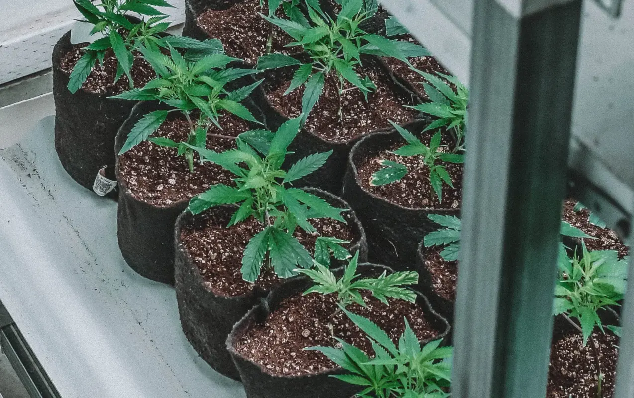 How to grow weed at home without equipment