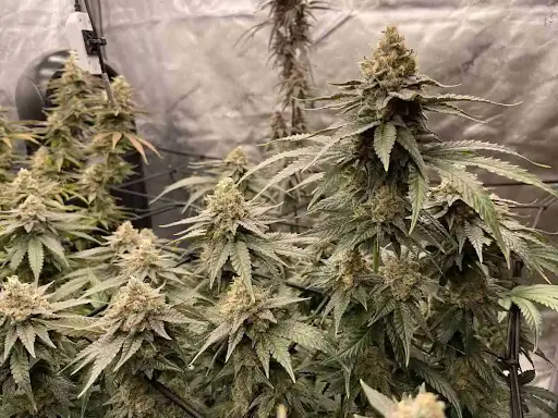 What Strain is GMO Cookie? Effects and Growing Insights