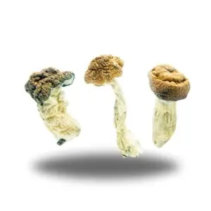 Shelf life of magic mushrooms