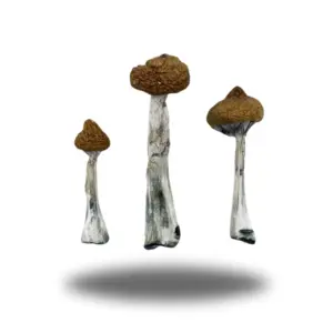 Psilocybin mushroom preservation
