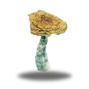 Spoilage of psilocybin mushrooms