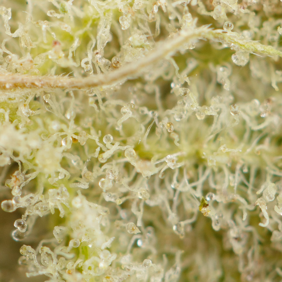Apple-Fritter-Macro