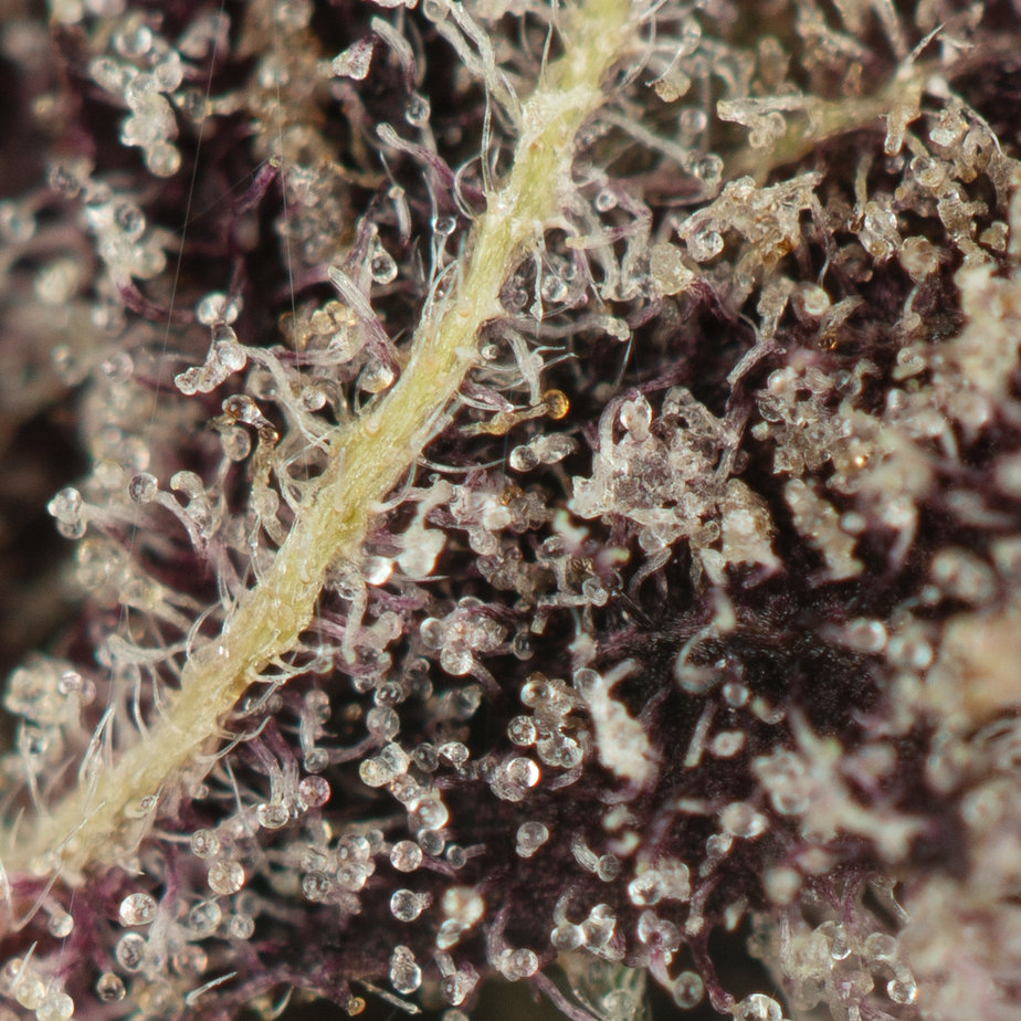 Black-Cherry-Soda-Macro-Shot
