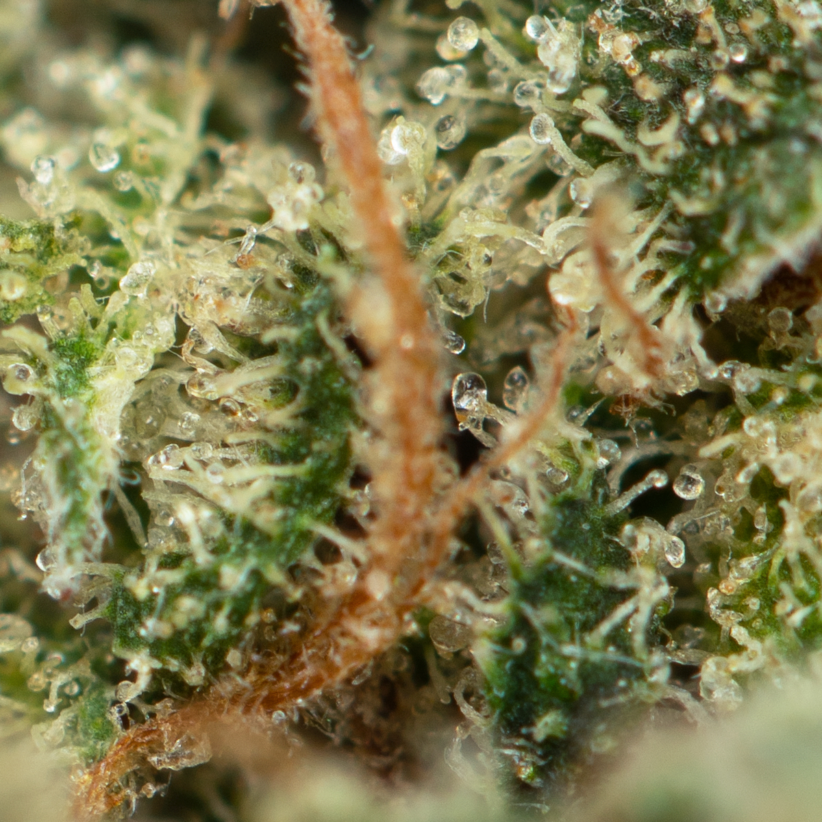 Bruce-Banner-3-Strain-Macro-3