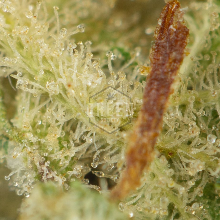 Budget-Buds-Strain-Macro