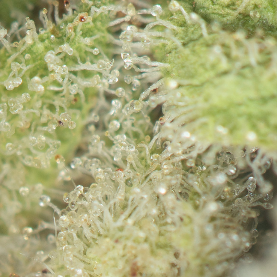 Cactus-Breath-Macro
