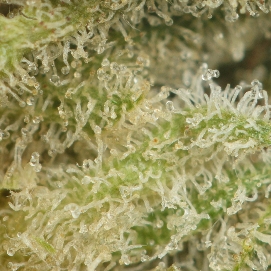 Cali-Bubba-Macro-2