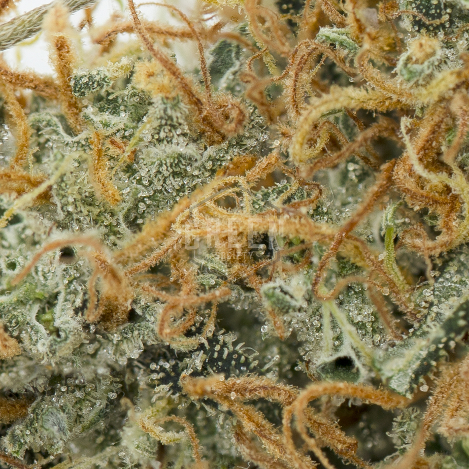 Cannatonic-Macro-1