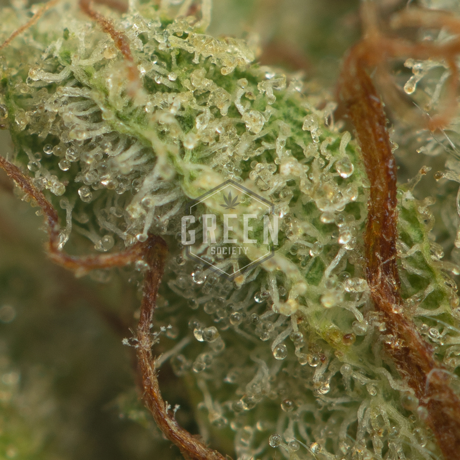 Cat-Piss-Strain-Macro