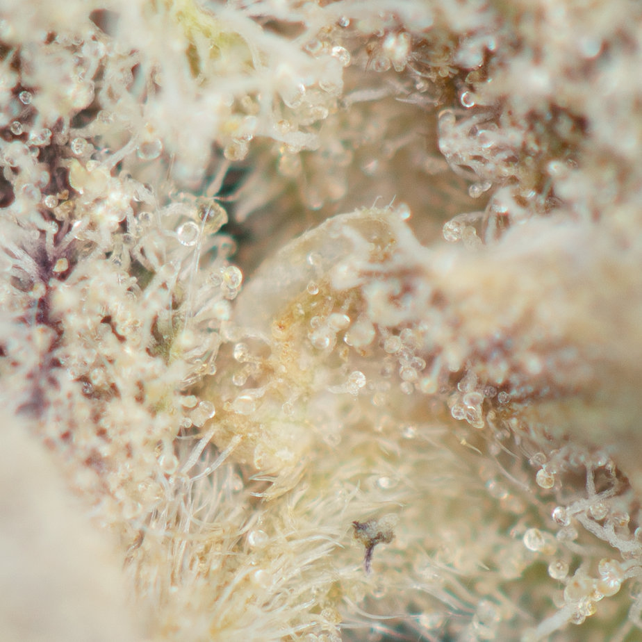 Cereal-Milk-Strain-Macro