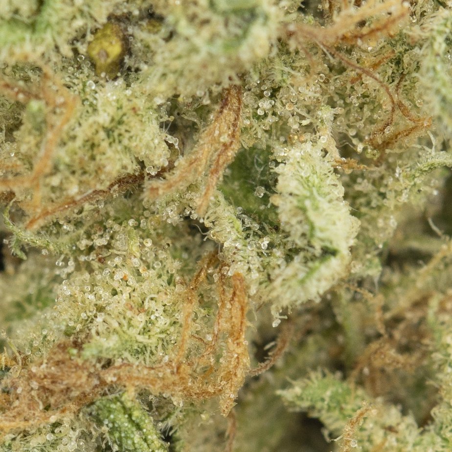 Crystal-Coma-Macro-1