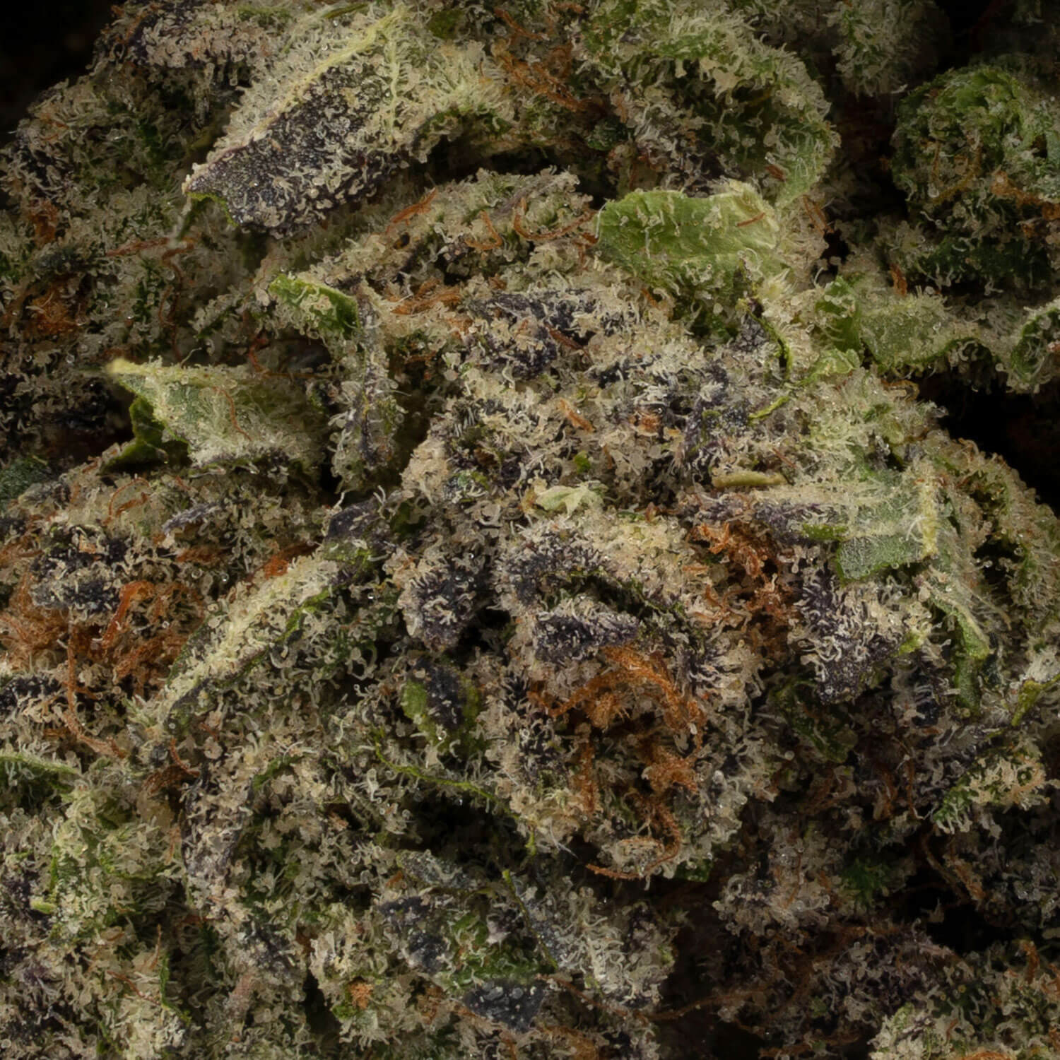 Forbidden-Fruit-10