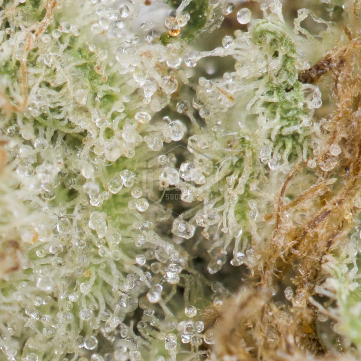 Golden-Goat-by-Irie-Genetics-Macro