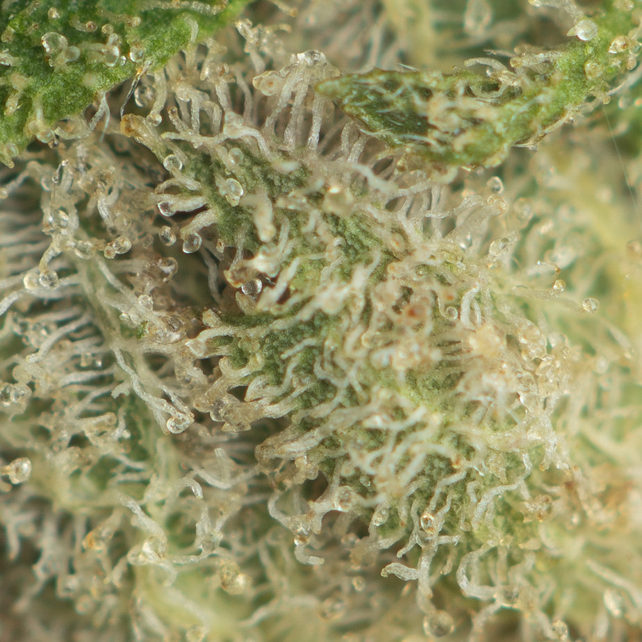 Green-Crack-Macro-Shot