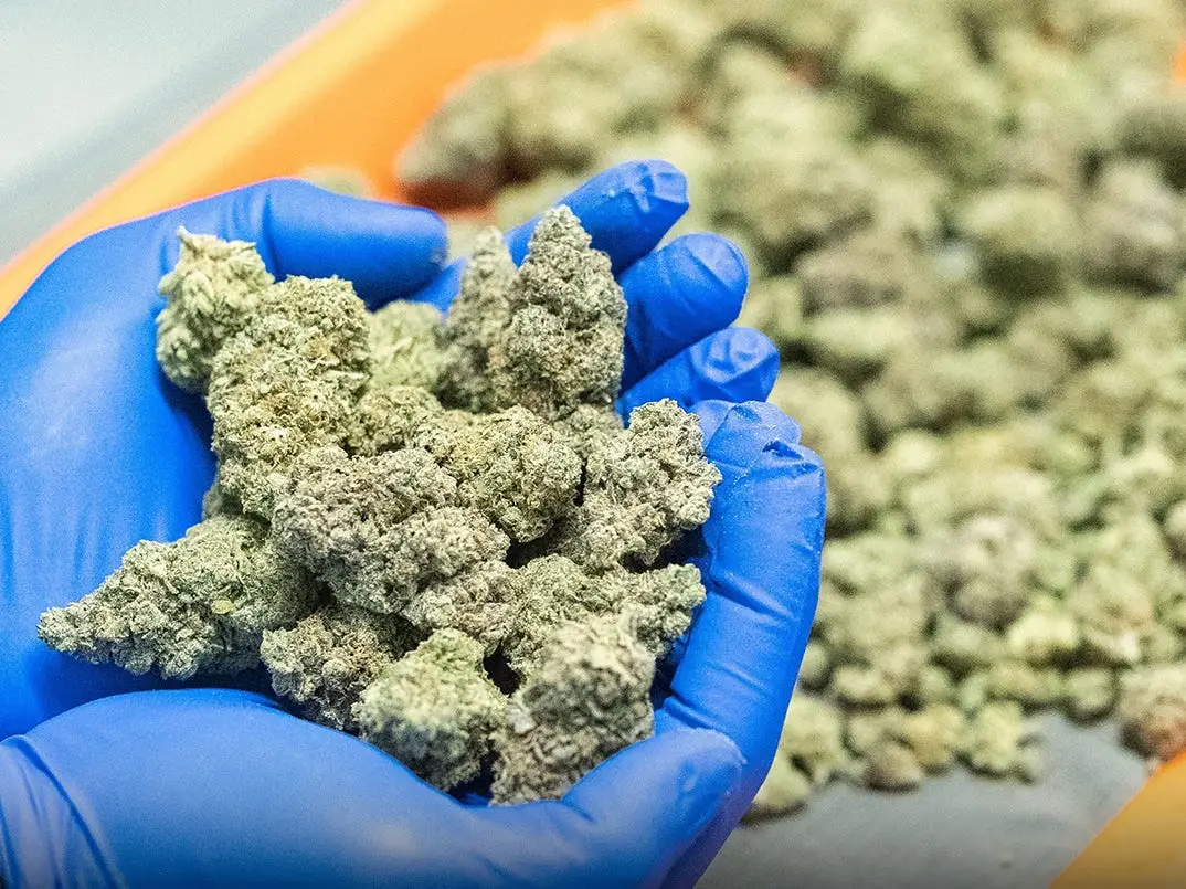 How Many Grams is a Quarter Pound of Weed? | Dank Bros