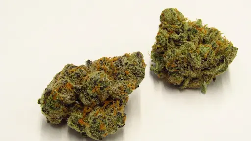 Is Alien OG a Sativa or Indica? Hybrid Classification Insights