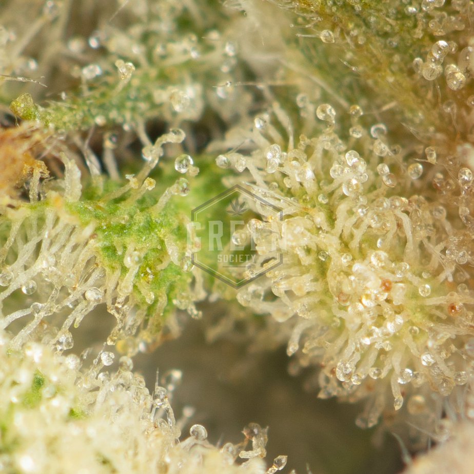 Island-Sweet-Skunk-Macro