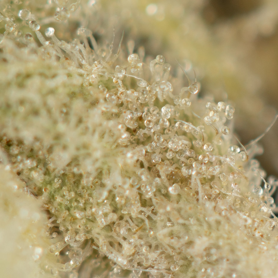 Jealousy-Macro