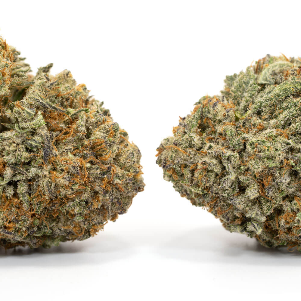 Jedi-Kush-2