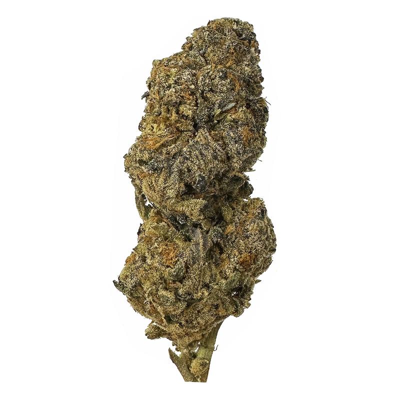 KAMIKAZI-BACIO-GELATO-12.JPG-576-2