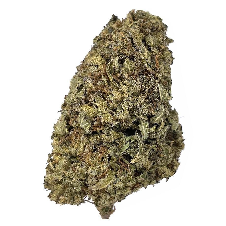 KAMIKAZI-NUKEN-22.JPG-509-2
