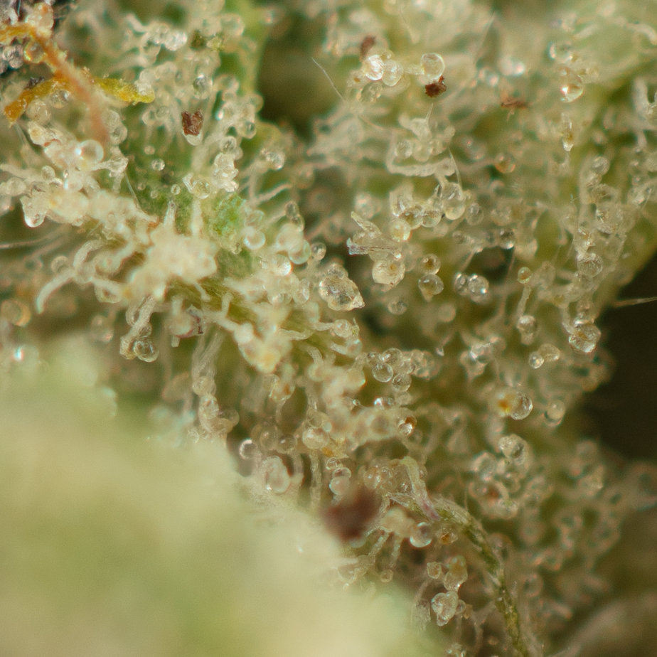 Key-Lime-Pie-Macro