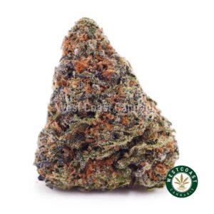 King Louie XIII AAAA product image