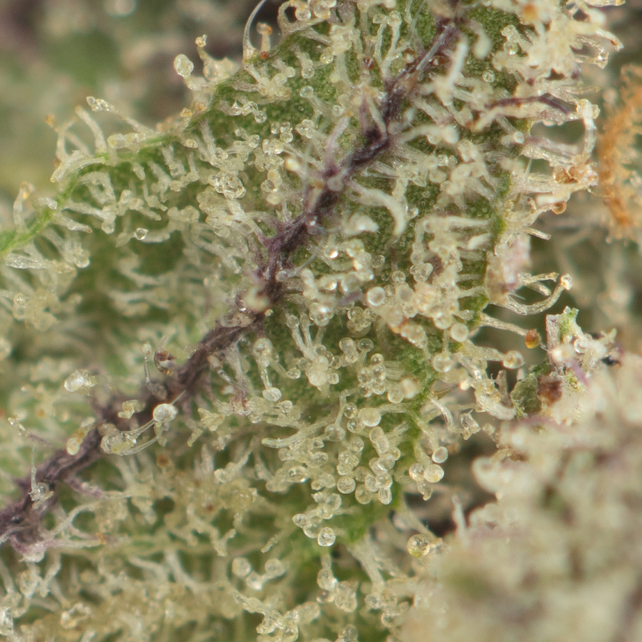 LSD-by-Barneys-Farm-Macro