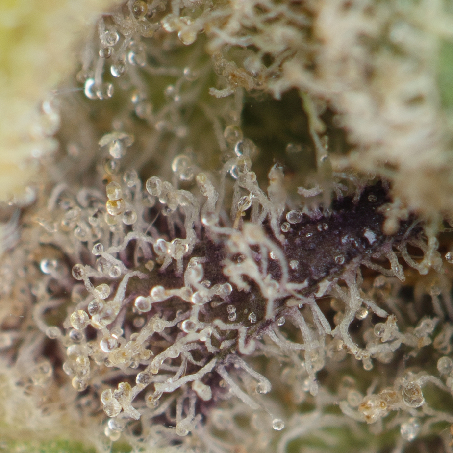 Lemon-Skunk-Macro