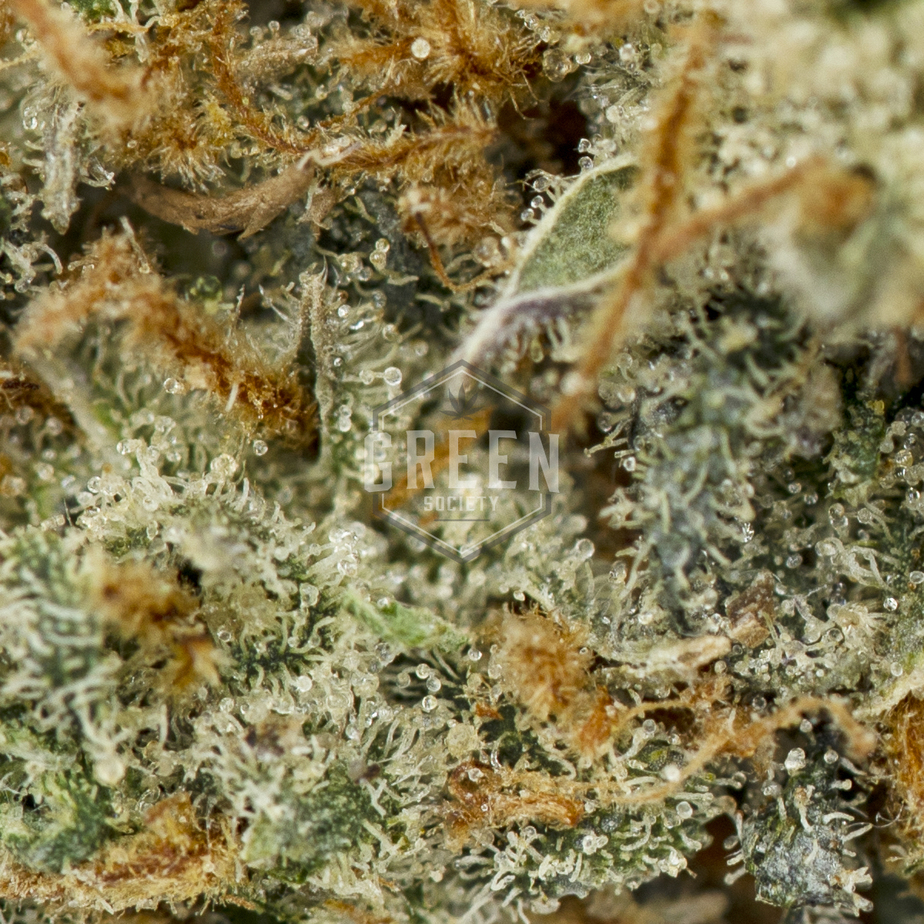 Lemon-Thai-Strain-Macro