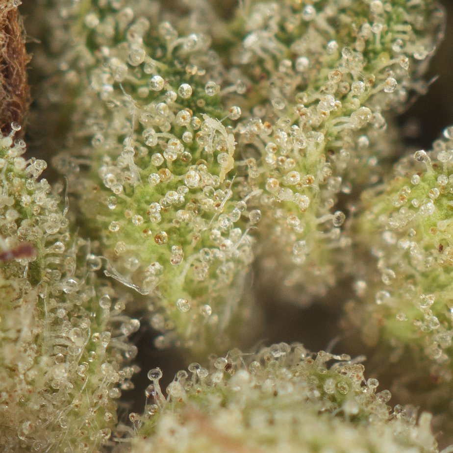 Master-Kush-Macro-4