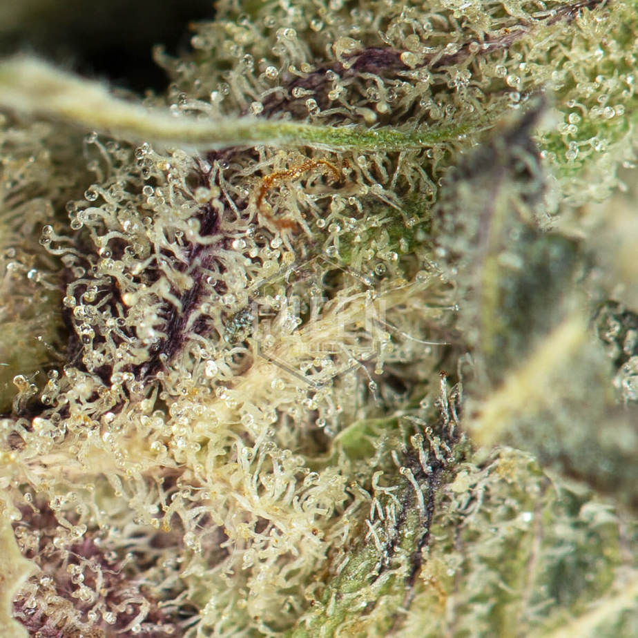 Mendo-Breath-Macro-1