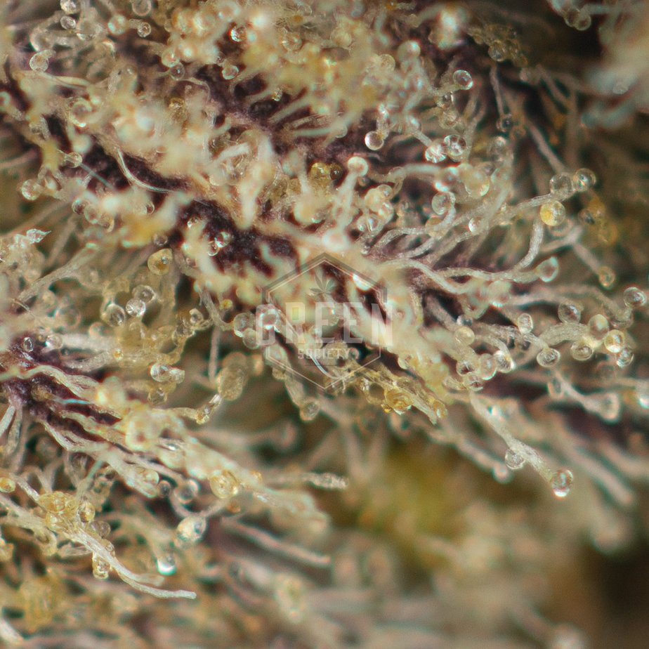 Mendocino-Purps-Strain-Macro