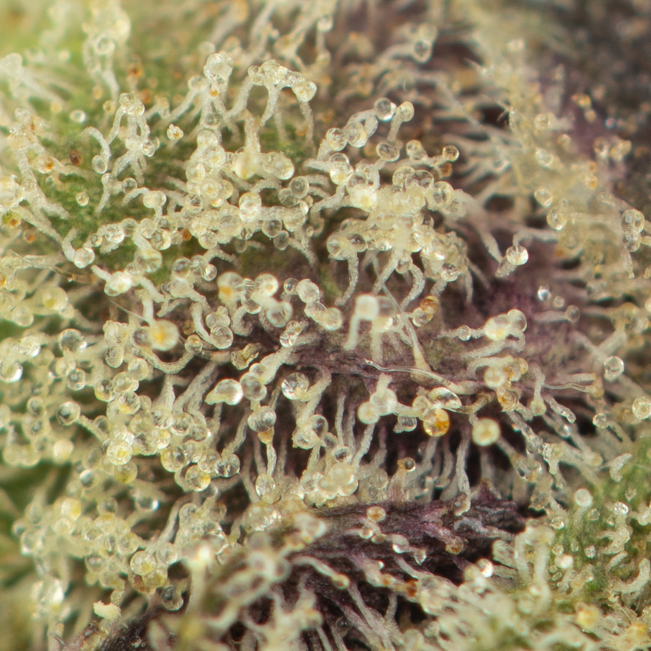 Motor-Breath-2-Macro