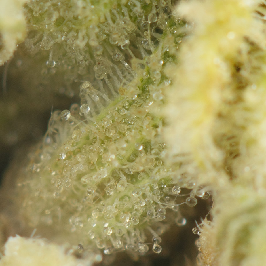 OG-Tahoe-Kush-Macro-Shot-2