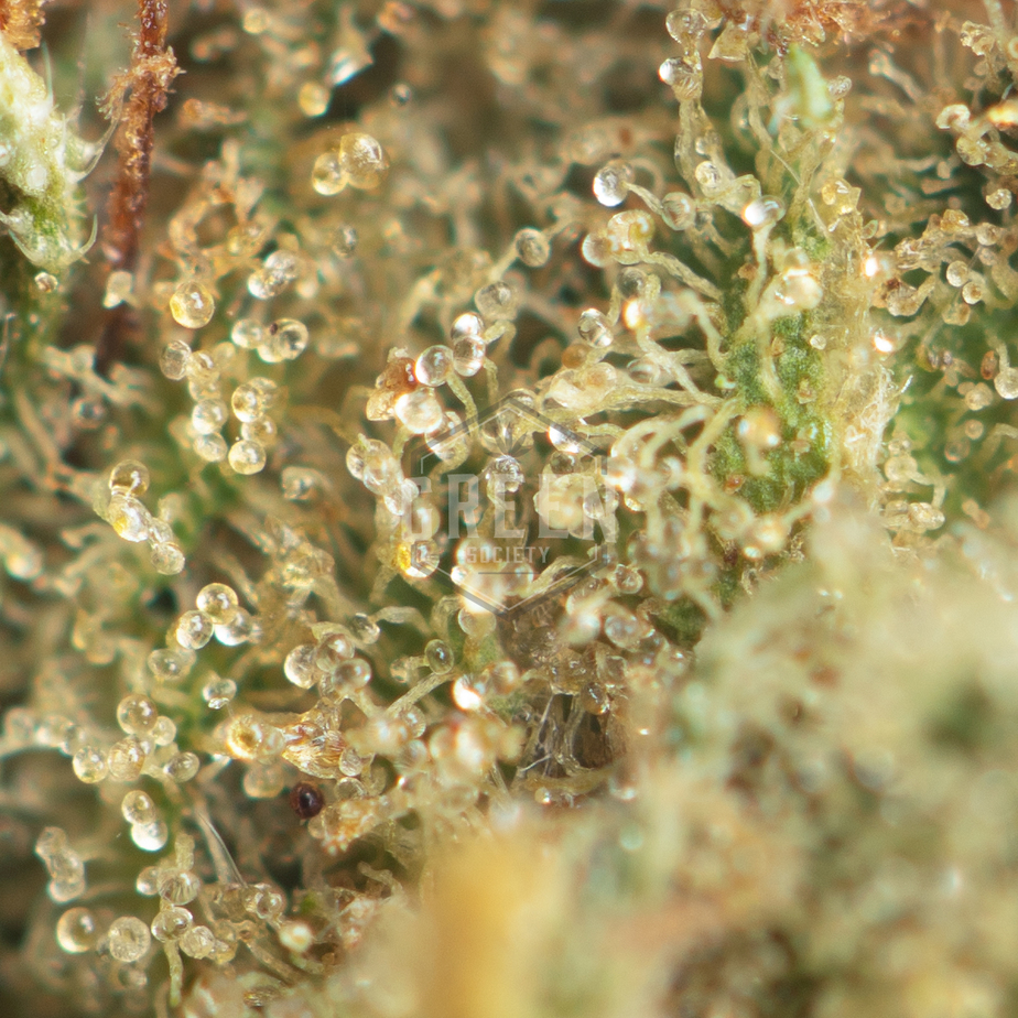 Orange-Push-Pop-by-Pluto-Craft-Cannabis-Macro