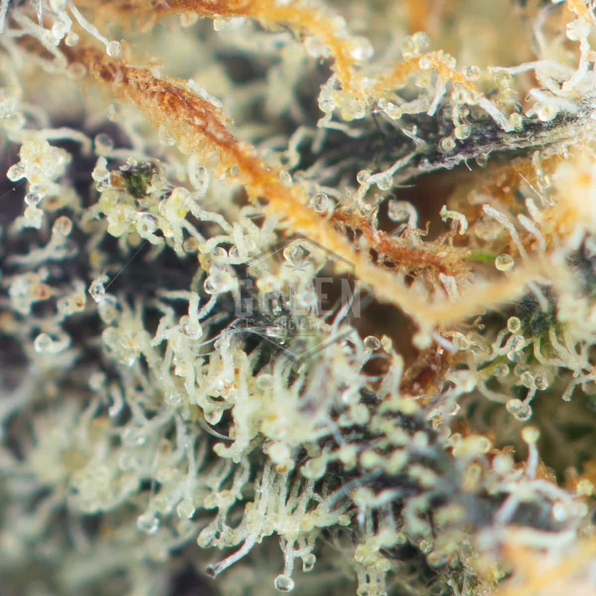 Peanut-Butter-Breath-Macro