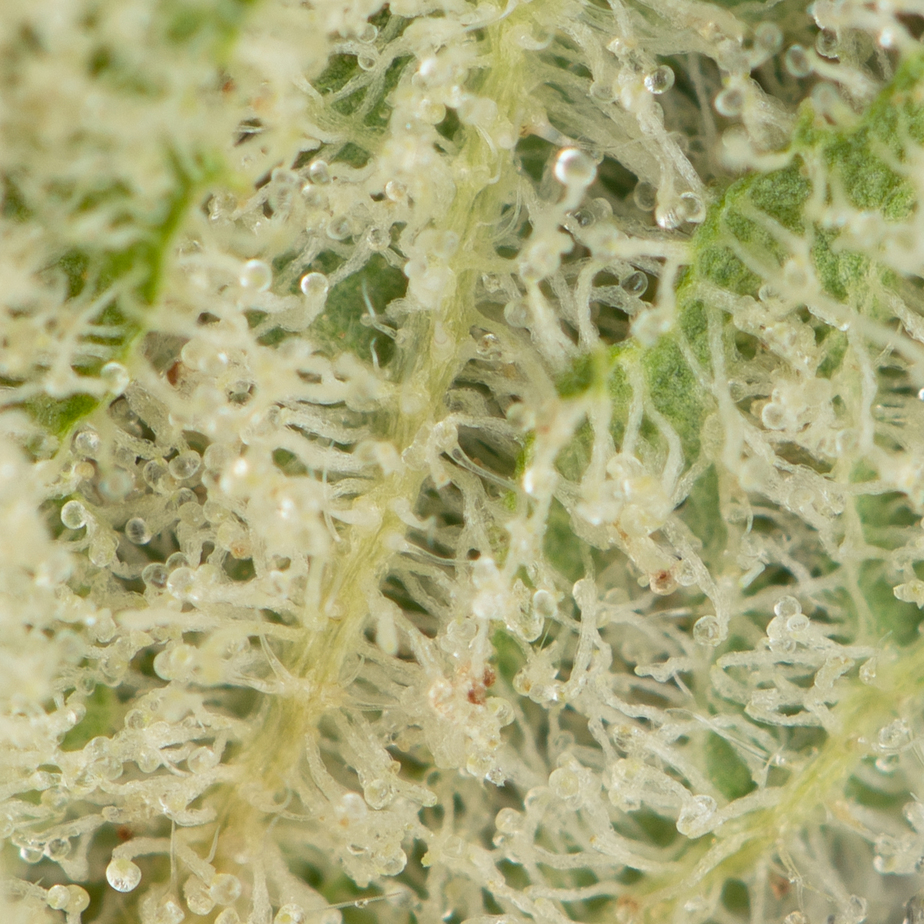 Peanut-Butter-MAC-by-Pluto-Craft-Cannabis-Macro
