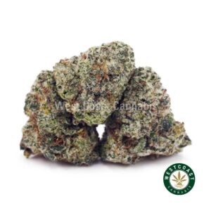 Permanent Marker AAAA (Popcorn Nugs) product image