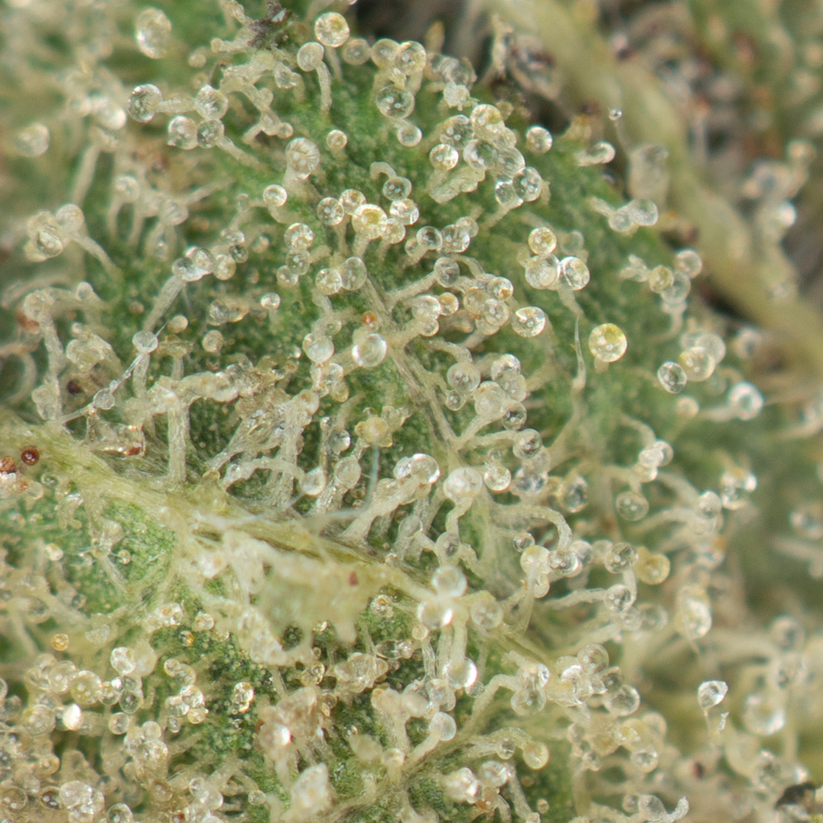 Pink-Kush-Macro