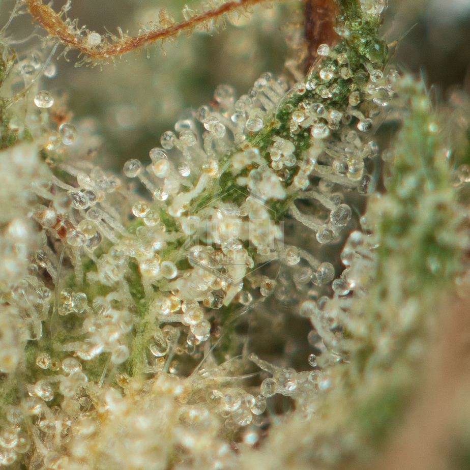 Platinum-Cookies-by-Pluto-Craft-Cannabis-Macro