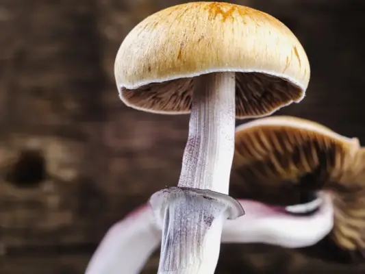 Can You Smoke Psilocybin Mushrooms?