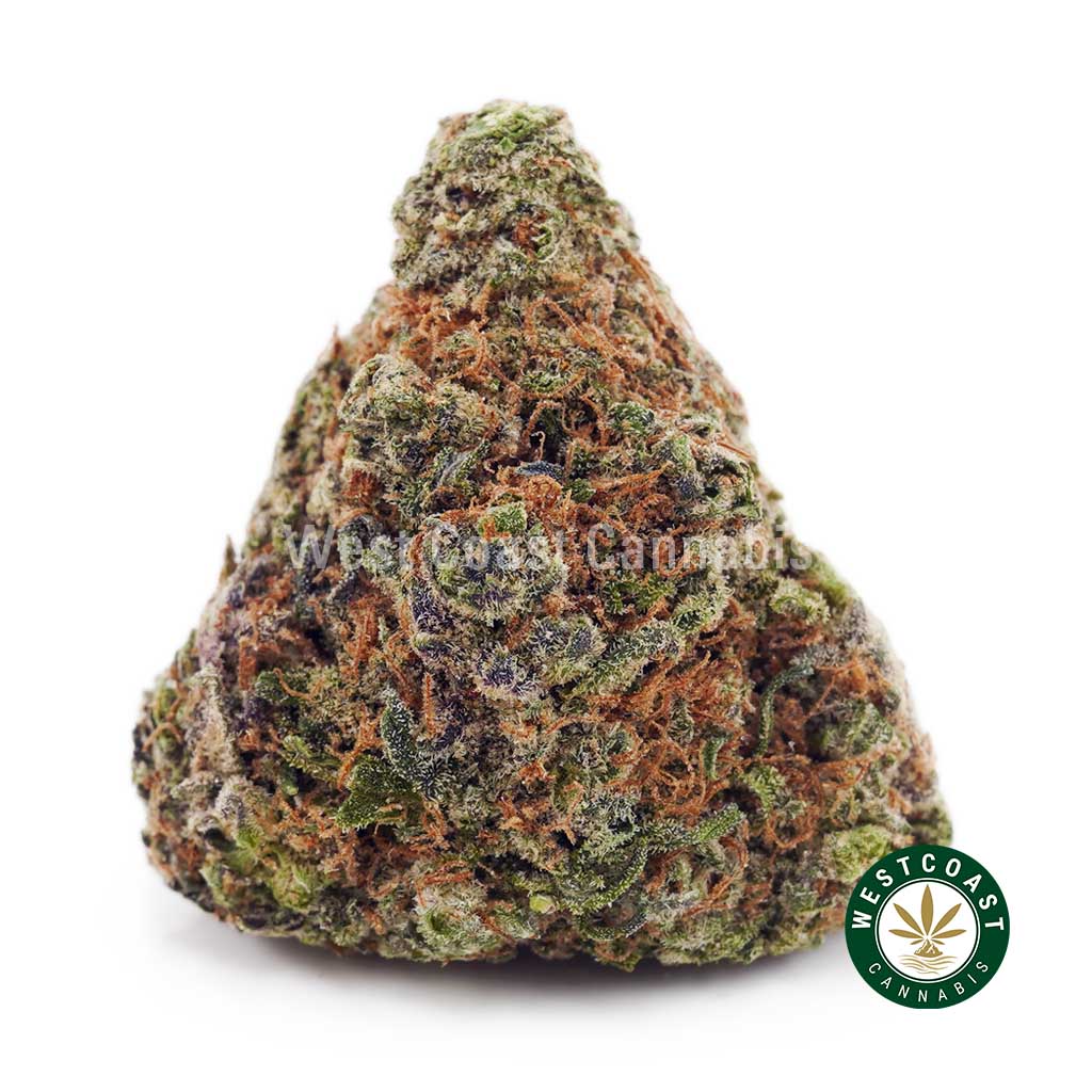 Buy Pumpkin Spice AA wc cannabis weed dispensary & online pot shop Buy Pumpkin Spice AA wc cannabis weed dispensary & online pot shop