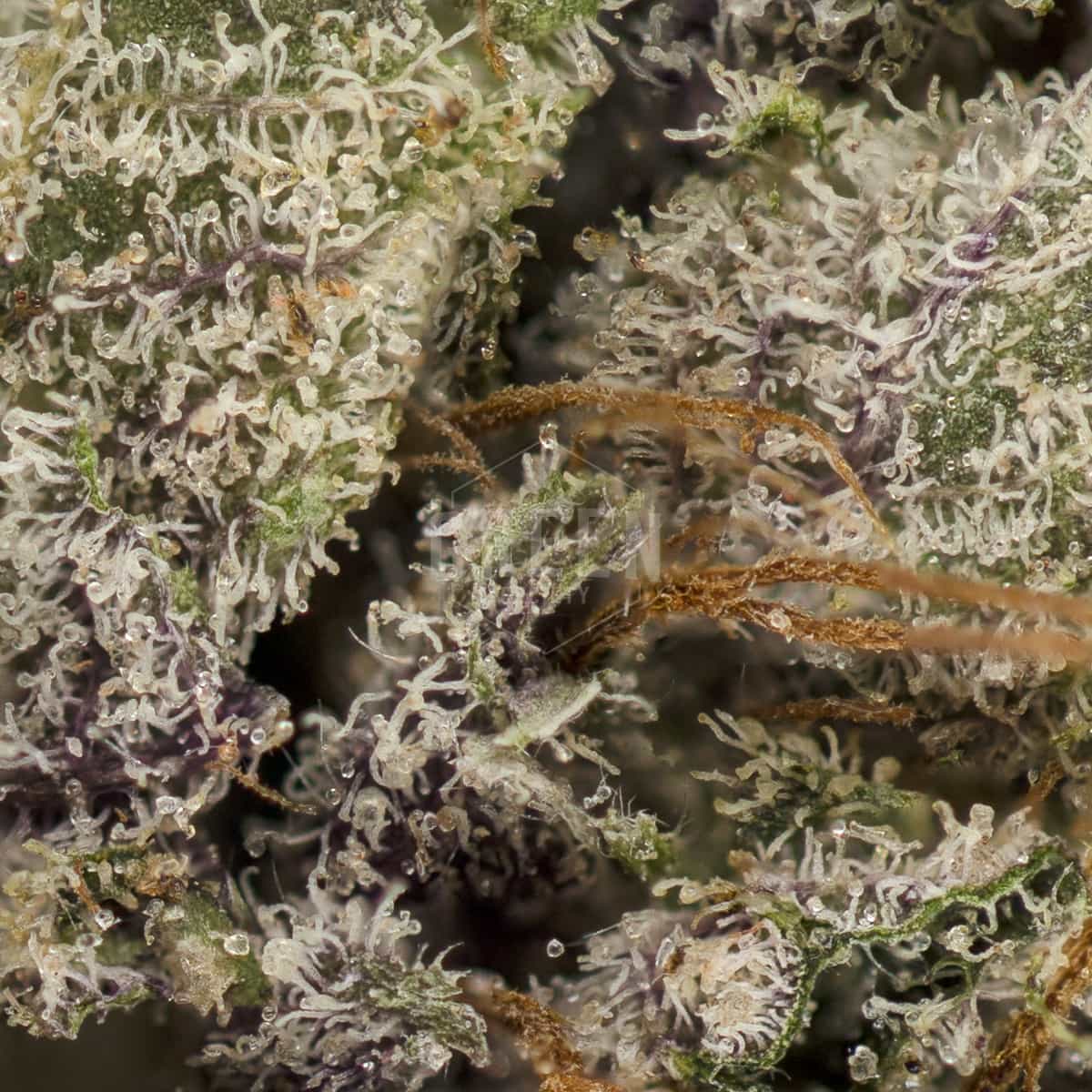 Purple-Candy-Strain-Macro-1
