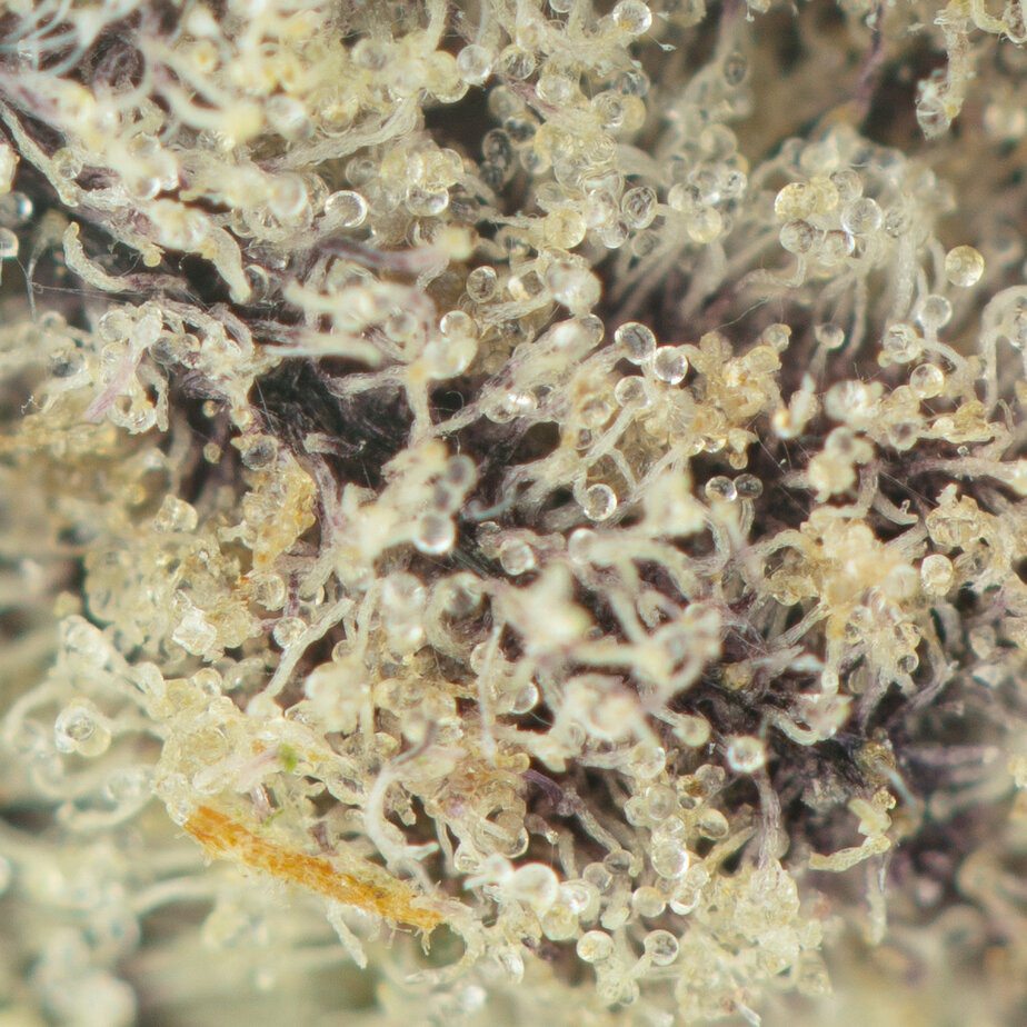 Purple-Drank-Breath-Macro-2