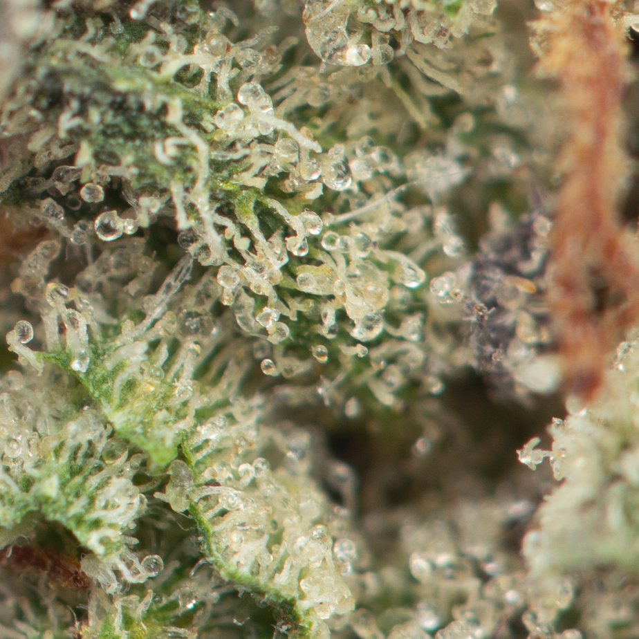 Purple-Kush-Macro