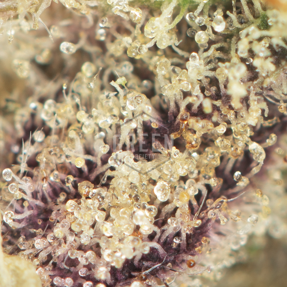 Purple-Zkittlez-by-Ethos-Genetics-Macro
