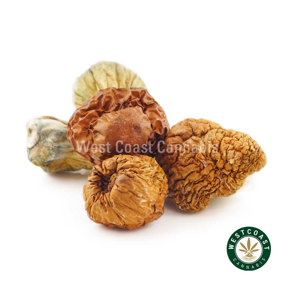 R462A1 TRASHERSHROOMS WCCANNABIS Shrooms – GC Thrasher product image