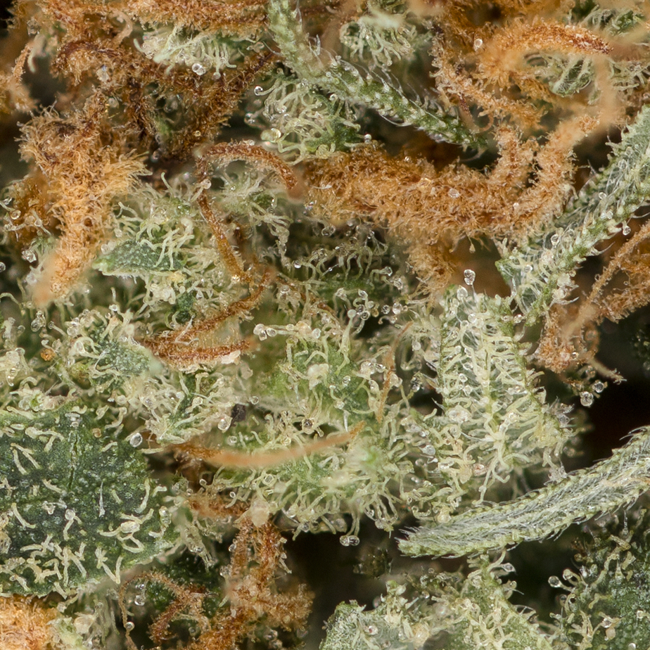 Red-Congolese-Macro-1