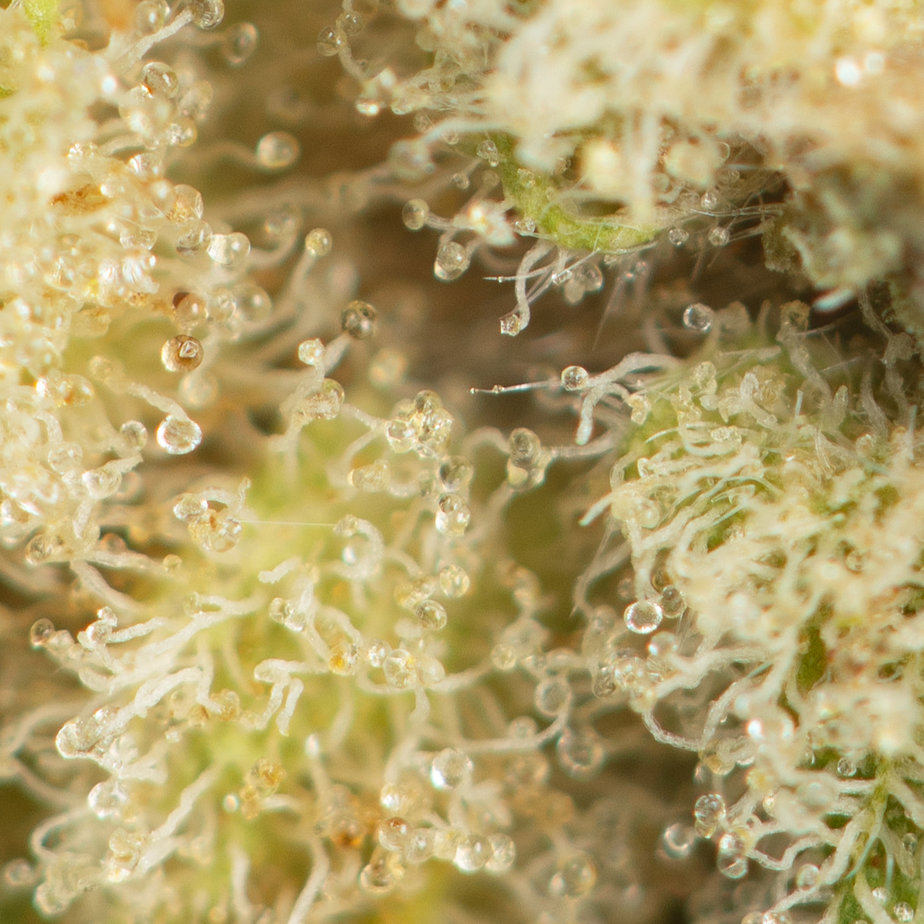 Red-Lemon-Congo-Macro